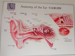 -自然之声助听器·呼吸机(公园路店)