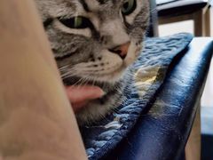 -平行世界·猫咖(首经贸店)
