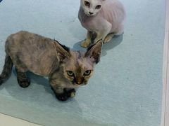 -喵的天空名猫咖啡馆·撸猫·猫舍·用品