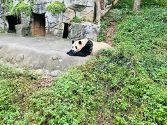 -都江堰中华大熊猫苑