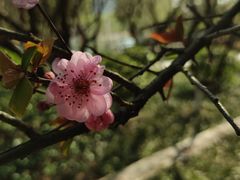 -桐乡植物园