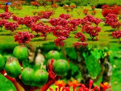-中国科学院西双版纳热带植物园