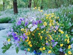 -阳台山自然风景区