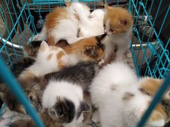 -清真李唯一优质肉丸糊辣汤