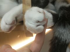 -猫和宫(六道口店)