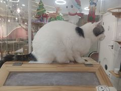 -喵园·猫主题咖啡厅·撸猫·猫咖(国贸店)