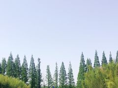 -黄海国家森林公园