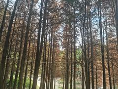 -广州市帽峰山景区