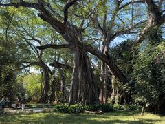 -瑞丽独树成林风景区