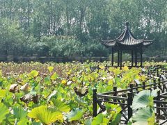 -合肥滨湖国家森林公园