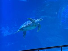 -太平洋海底世界