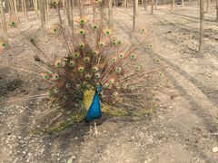 -昆山城市生态森林公园