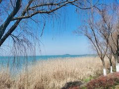 -西京湾花海