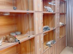 -猫十亿·布偶金渐层·曼基康矮脚猫舍(青年路店)