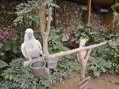 -南宫五洲植物乐园