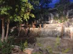 -清迈夜间动物园