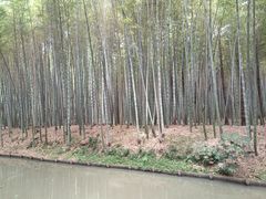 -同里国家湿地公园