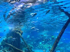 -锦艺城海洋馆