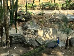 -云南勐巴娜西珍奇园