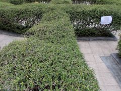 -九龙公园