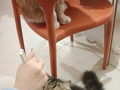 -平行世界·猫咖(首经贸店)