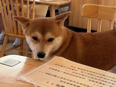 -柴の食堂·日式家庭料理·熊之肆(大学路店)