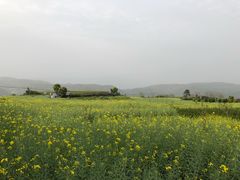 -桑洲油菜花景区