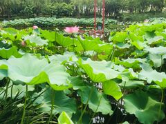 -陈家山荷花公园