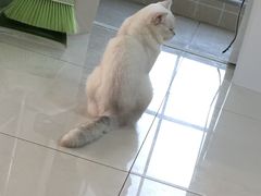 -鼓捣猫呢主题猫咖店