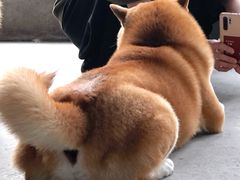 -柴犬高等学院·狗咖·柴犬售卖·宠物训练