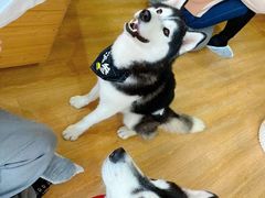 -Husky Go! 哈士奇体验馆·宠物咖啡厅狗咖