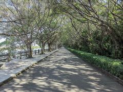 -大湾区中央湿地公园
