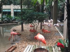 景观位-白虎自助餐厅·真老虎·景观自助餐厅(广州长隆酒店)