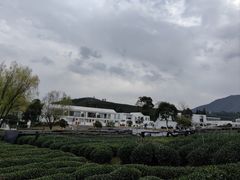 -龙坞茶村