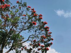 -深圳湾公园(南山区)