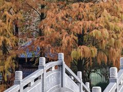 -金花茶公园