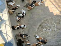 -西霞口神雕山野生动物世界