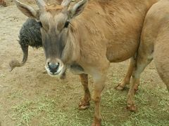 -泉州海丝野生动物世界