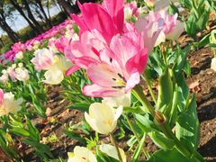 -上海鲜花港