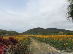 -亚龙湾国际玫瑰谷
