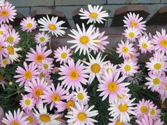 -陈光记烧腊(长寿路店)