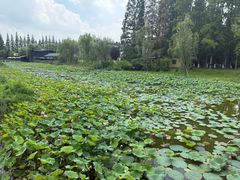 -黄海国家森林公园