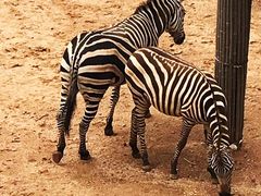 -西霞口神雕山野生动物世界