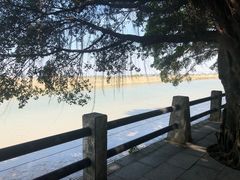 -大湾区中央湿地公园