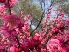 -永定河休闲森林公园