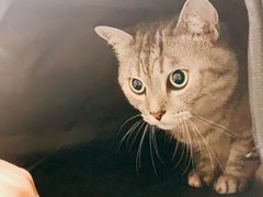 -伟伟宠物医院·CT影像中心·瑞派犬猫综合性门诊(汉口总院)