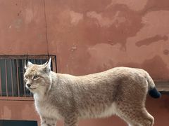 -青藏高原野生动物园