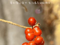 -北京凤凰岭