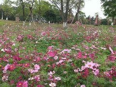 android_upload_pic-松山湖梦幻百花洲
