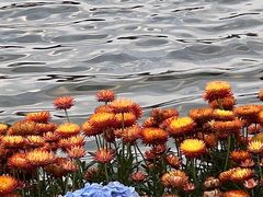 -荔湾湖公园